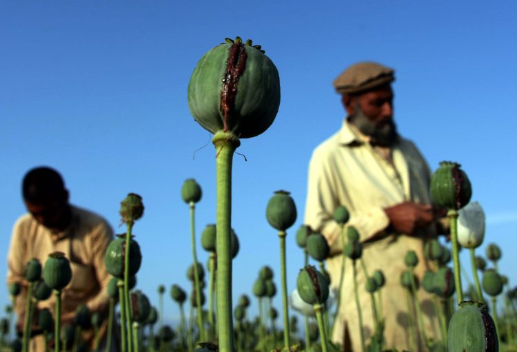 Afghan farmers harvest opium sap from a poppy field in Surkh Rod District, of Nangarhar province near Jalalabad on May 5, 2015.  Opium poppy cultivation in Afghanistan has reached a record high in 2014, a UN report has revealed, highlighting the failure of the US-led campaign to crack down on the lucrative crop. The total area under cultivation was about 224,000 hectares (553,500 acres) in 2014, a seven percent increase on last year, according to the Afghanistan Opium Survey released by the UN Office on Drugs and Crime. AFP PHOTO / Noorullah ShirzadaNoorullah Shirzada/AFP/Getty Images