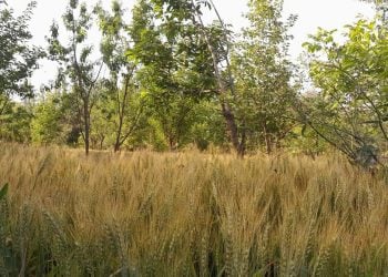 کشاورزان بدخشان: طالبان با زور و تهدید از ما عشر و زکات می‌گیرند