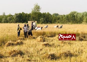 طالبان در تخار از کشاورزان جبراً دو بار عشر و زکات می‌گیرند