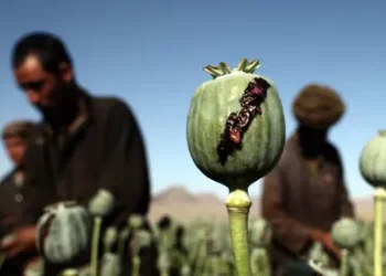 یک افغان به اتهام قاچاق ۴۳ کیلوگرام مواد مخدر در پاکستان بازداشت شد