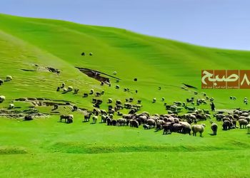 چمتال‌سای؛ بهار سبز طبیعت و وجدان سبز بازدیدکننده‌گان
