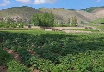 سازمان ملل: برای بیش از ۳ هزار خانواده افغان بدیل کشت کوکنار فراهم کرد