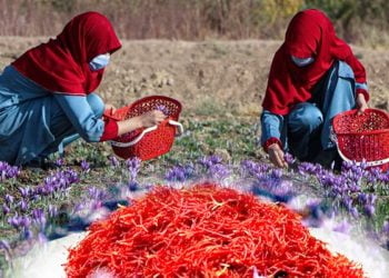 چرا زعفران افغانستان هنوز با زبان خودش شناخته نمی‌شود؟