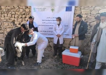 اتحادیه اروپا ۱۱ میلیون یورو برای تقویت بخش دامداری افغانستان کمک کرد