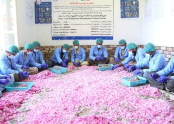 سازمان ملل از کشت زعفران و گل سرخ به‌عنوان بدیل کوکنار در افغانستان حمایت می‌کند
