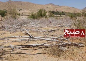 خشک‌سالی در قندهار؛ ۳۰ درصد باغ‌ها با خطر خشک‌شدن روبه‌رو هستند