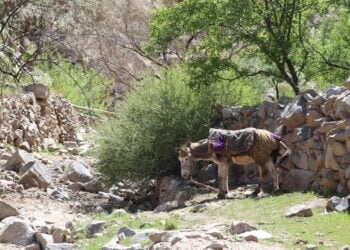 پزشکان بدون مرز: خر گاهی تنها وسیله برای رسیدن به خدمات درمانی در بامیان است