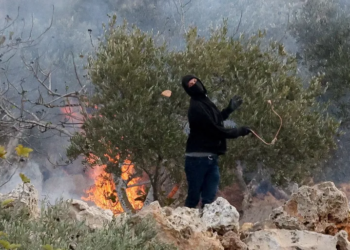 اسراییلی‌ها متهم به انجام ۴۸۲ حمله بر فلسطینیان در فصل برداشت زیتون شدند