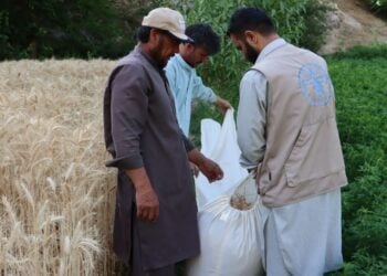فایو: توزیع بیش از ۱۶۸ هزار بسته کشت گندم حاصل‌دهی کشاورزان را افزایش داده است