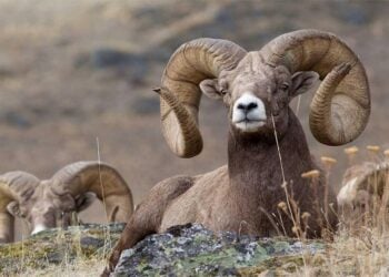 تغییرات اقلیمی و تخریب زیستگاه‌ها؛ حیات‌وحش افغانستان در معرض خطر نابودی قرار دارد