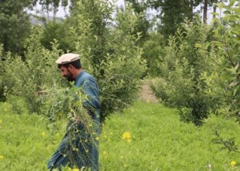 فایو: فناوری‌های نوین درآمد کشاورزان را افزایش می‌دهد
