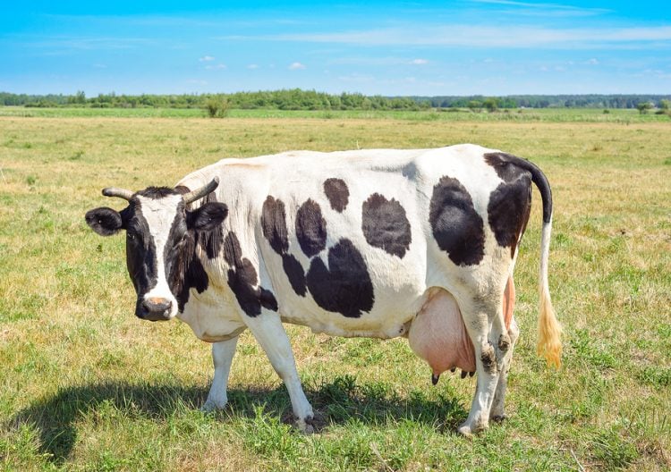 Close up portrait of cow with a large udder on the background of green field. Beautiful funny cow grazes on cow farm Big curious black and white cow staring at the camera in natural background