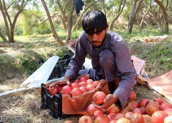 د کندهار حاصل ته رسېدلي انار او د بازار نشتوالی، بڼوال: د حاصلاتو خوسا کېدو ته اندېښمن یو