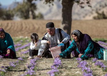 د ایران د زعفرانو صادرکوونکې اتحادیه: زموږ زعفران افغانستان ته قاچاقېږي