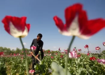 ایران: په افغانستان کې د صنعتي مخدره توکو تولید ۲۰ سلنه زیات شوی