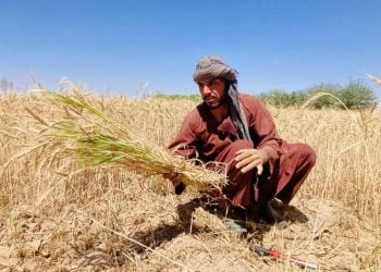په غزني کې د کروندګرو اندېښنه؛ کرنیزو اپتونو د غنمو پر کروندو اغېز کړی
