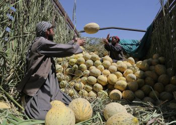 په کندوز کې د خټکیو حاصلات او د کروندګرو ننګونې