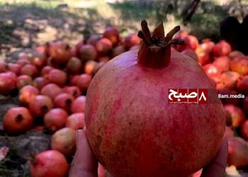 د کندهار انار؛ د حاصلاتو زیاتوالی د بازار نشتوالی