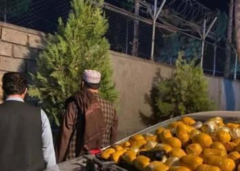طالبان په بدخشان کې د ۱۳۰ کیلوګرامه نشه‌یي توکو د نیولو خبر ورکوي