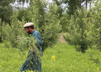 فايو: نوې ټکنالوژۍ د کروندګرو عواید زیاتوي